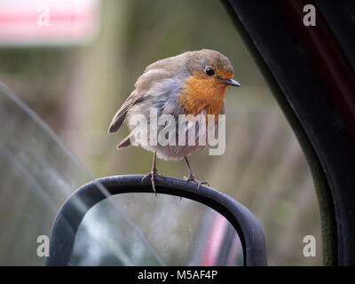 Robin sur rétroviseur de voiture Banque D'Images