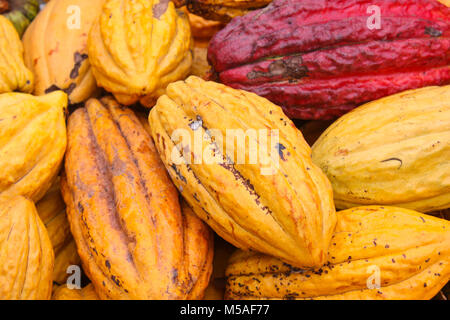 Pile de cabosses de cacao récolté frais naturels de couleurs mélangées. Banque D'Images