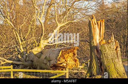 Un arbre est tombé sur une clôture après une tempête. Banque D'Images