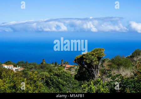 Vue sur dragon arbres et palmiers à l'océan atlantique, dans le nord-ouest de La Palma, Espagne Banque D'Images