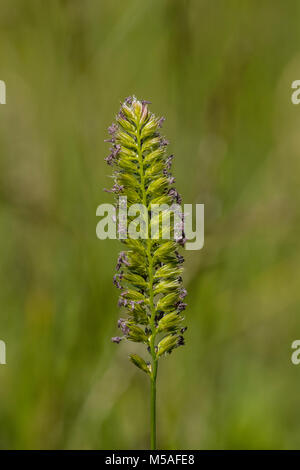 La floraison des chiens à Crête-tail (Cynosurus cristatus) Banque D'Images