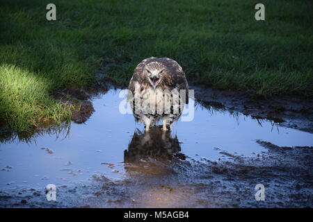 Queue rouge Hawk Banque D'Images