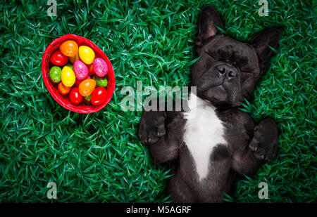 Funny happy Bouledogue français chien lapin de pâques avec beaucoup d'oeufs autour de l'herbe et panier , dormir et se reposer cette saison Banque D'Images