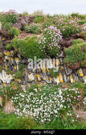 Mur en pierre sèche avec l'épargne, maritima, Para-graf Sea Thrift, Campion - Cornwall, UK Banque D'Images