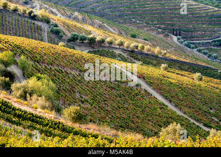 Vallée du Douro est une des plus importantes et des vignobles historiques en Europe Banque D'Images