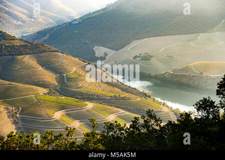 Vallée du Douro est une des plus importantes et des vignobles historiques en Europe Banque D'Images