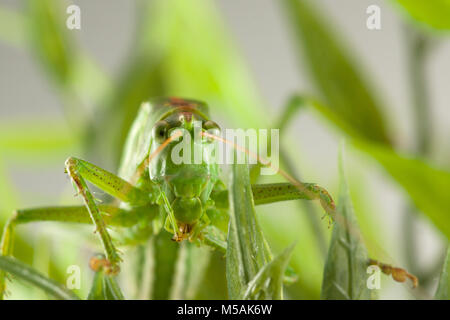 Grande sauterelle verte se cachant dans l'herbe verte Banque D'Images