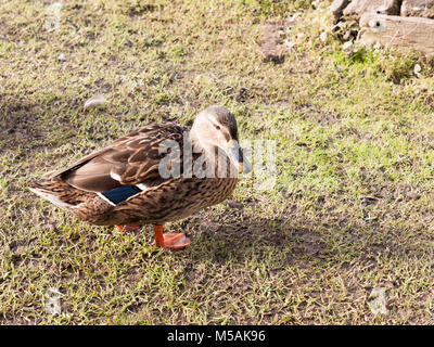 Canard colvert femelle brown sur l'herbe verte ci-dessous portrait close up ; Essex ; Angleterre ; uk Banque D'Images