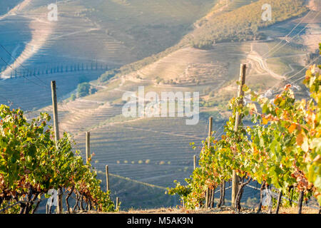 Vallée du Douro est une des plus importantes et des vignobles historiques en Europe Banque D'Images