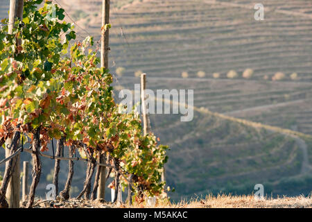 Vallée du Douro est une des plus importantes et des vignobles historiques en Europe Banque D'Images