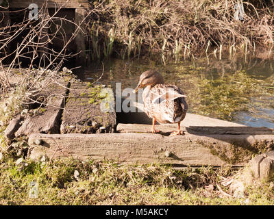 Canard colvert femelle marron sur planche en bois outre lake en tournant la tête curieux ; Essex ; Angleterre ; uk Banque D'Images