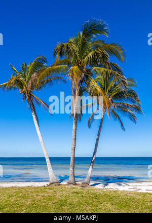 Palmiers sur golfe du Mexique dans Bokeelia sur Pine Island Florida Banque D'Images