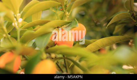 Agrumes Kumquat Fortunella de la variété sur un arbre fruitier Banque D'Images