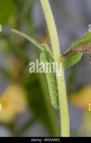 Nachtkerzenschwärmer Nachtkerzen-Schwärmer,,, Jungraupe Raupe, Proserpinus proserpine, Willowherb sphynx, Caterpillar, le Sphinx de l'épilobe, Sphin Banque D'Images