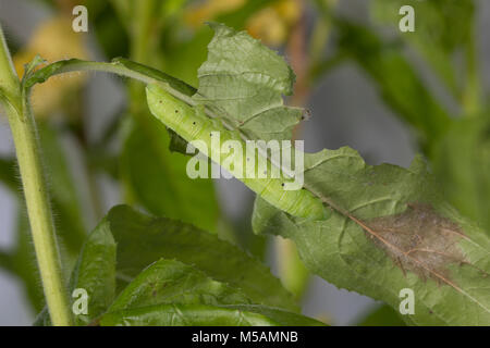 Nachtkerzenschwärmer Nachtkerzen-Schwärmer,,, Jungraupe Raupe, Proserpinus proserpine, Willowherb sphynx, Caterpillar, le Sphinx de l'épilobe, Sphin Banque D'Images