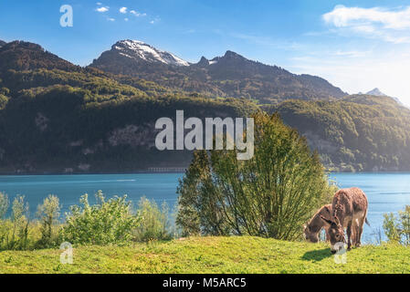 Paysage de printemps avec les montagnes des Alpes suisses, le lac de Walenstadt et une paire d'ânes brouter sur un pré, sur une journée ensoleillée, à Quarten, Suisse. Banque D'Images