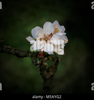 Selective focus sur les fleurs d'amandier sur un arbre photographié contre un arrière-plan vert annonçant le début du printemps en Californie Banque D'Images