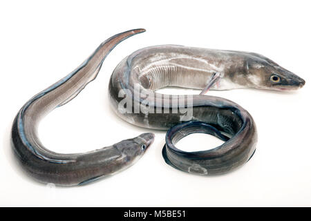 Une paire d'anguille, le congre Conger conger, pris à partir de la plage de Chesil dans Dorset pêche côtière avec la tige et ligne. Dorset England UK GB. Studio pic. Banque D'Images