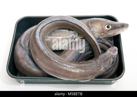 Une paire d'anguille, le congre Conger conger, pris à partir de la plage de Chesil dans Dorset pêche côtière avec la tige et ligne. Dorset England UK GB. Studio pic. Banque D'Images