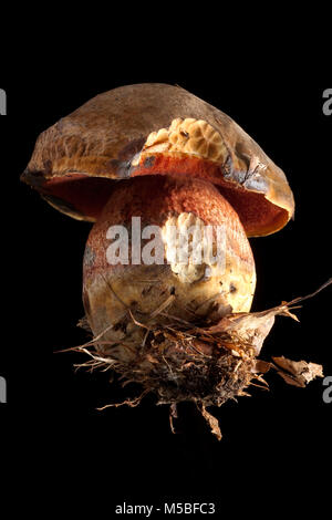 Un même Scarletina Neoboletus luridiformis bolet, sur un fond noir Hampshire England UK GB. Banque D'Images