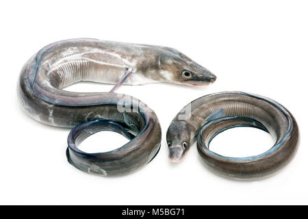 Une paire d'anguille, le congre Conger conger, pris à partir de la plage de Chesil dans Dorset pêche côtière avec la tige et ligne. Dorset England UK GB. Studio pic. Banque D'Images