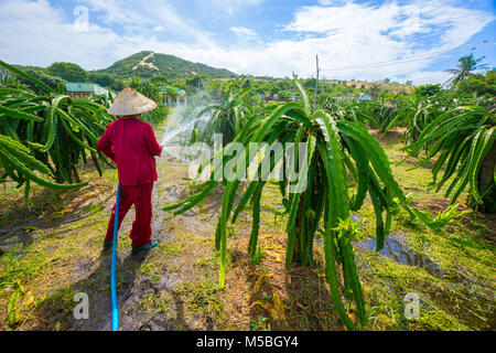 Fruit du dragon dans dragon rouge ou le jardin des plantes à fruits, Binh Thuan Vietnam. L'agriculteur de fruit du dragon garden Banque D'Images