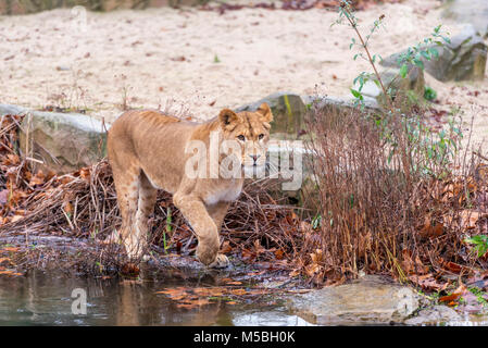 La femelle Maouli ant lion le Zoo d'Anvers Banque D'Images