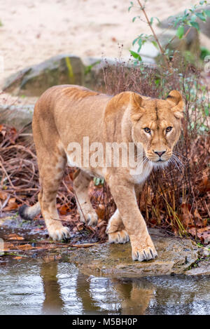 La femelle Maouli ant lion le Zoo d'Anvers Banque D'Images