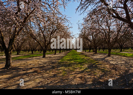 Verger sur Fleur d'amandier Camp Français Road, près de Manteca, en Californie. Banque D'Images