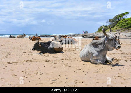 Un troupeau de vaches à grandes cornes Nguni assis sur la plage dans Coffee Bay à l'Océan Indien à l'azur à la côte sauvage de l'Afrique du Sud encore une fois Banque D'Images