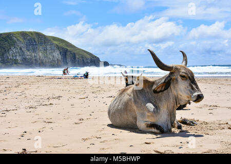 Une vache Nguni sur la plage dans Coffee Bay à l'Océan Indien à l'azur à la côte sauvage de l'Afrique du Sud contre un ciel bleu et le rivage Banque D'Images