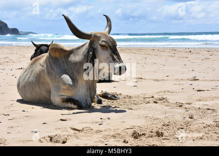 Une vache Nguni sur la plage dans Coffee Bay à l'Océan Indien à l'azur à la côte sauvage de l'Afrique du Sud contre un ciel bleu et le rivage Banque D'Images