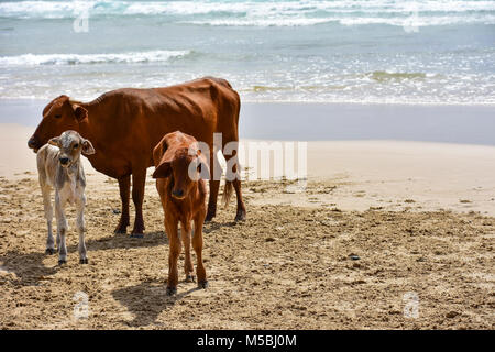 Un troupeau de vaches avec des veaux Nguni ou vaches bébé debout sur la plage dans Coffee Bay à l'Océan Indien à l'azur à la côte sauvage de l'un Banque D'Images