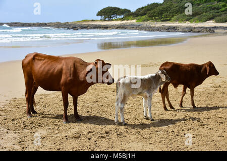 Un troupeau de vaches avec des veaux Nguni ou vaches bébé debout sur la plage dans Coffee Bay à l'Océan Indien à l'azur à la côte sauvage de l'un Banque D'Images