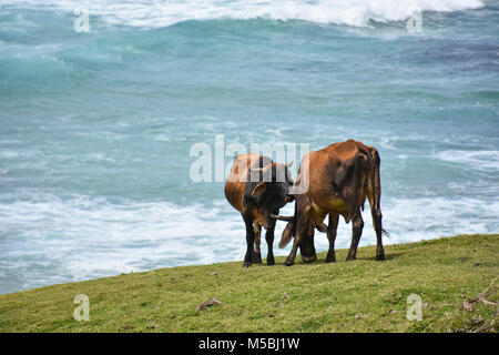 Les vaches avec Nguni grandes cornes paissant dans Coffee Bay à l'Océan Indien à l'azur à la côte sauvage de l'Afrique du Sud Banque D'Images