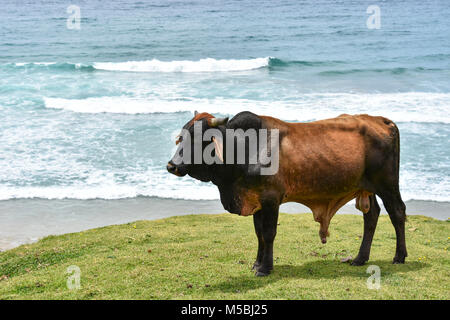 Bull Nguni avec grandes cornes debout dans Coffee Bay à l'Océan Indien à l'azur à la côte sauvage de l'Afrique du Sud Banque D'Images