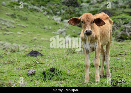 Un bébé ou d'un veau vache Nguni debout sur la colline près de Coffee Bay à l'Océan Indien à l'azur à la côte sauvage de l'Afrique du Sud en vert p Banque D'Images