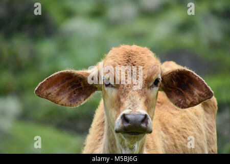 Un bébé ou d'un veau vache Nguni debout sur la colline près de Coffee Bay à l'Océan Indien à l'azur à la côte sauvage de l'Afrique du Sud en vert p Banque D'Images