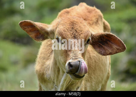 Un bébé ou d'un veau vache Nguni debout sur la colline près de Coffee Bay à l'Océan Indien à l'azur à la côte sauvage de l'Afrique du Sud en vert p Banque D'Images