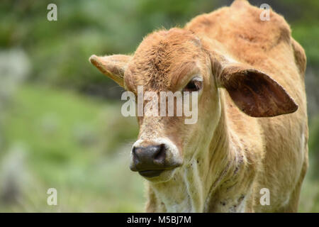 Un bébé ou d'un veau vache Nguni debout sur la colline près de Coffee Bay à l'Océan Indien à l'azur à la côte sauvage de l'Afrique du Sud en vert p Banque D'Images