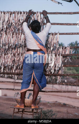 Les femmes de pêcheurs de poissons secs tri à Alibaug, Maharashtra, Inde Banque D'Images