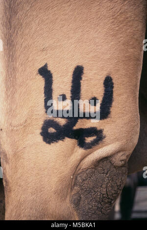 Marque déposée sur camel à Pushkar Fair, Ajmer, Rajasthan, Inde Banque D'Images