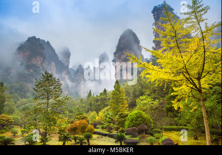La Chine, la province du Hunan, la ville de Zhangjiajie, Zhangjiajie Scenic Park, Wulingyuan Banque D'Images