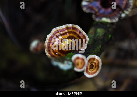 Champignons, champignons ling zhi sur un vieux morceau de bois dans la forêt tropicale Banque D'Images