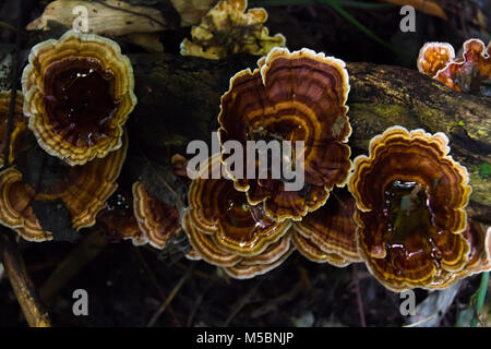 Champignons, champignons ling zhi sur un vieux morceau de bois dans la forêt tropicale Banque D'Images