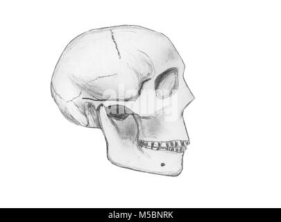 Croquis au crayon de l'artiste d'un crâne humain, isolé sur un fond blanc. Banque D'Images