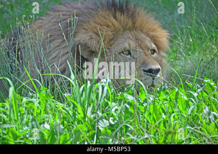 Lion mâle se cacher dans l'herbe, observant sa proie et la préparation d'une embuscade Banque D'Images