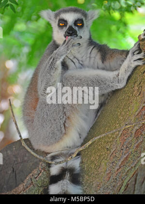 Un Ring-Tailed Lemur assis dans un arbre semble somnolent Banque D'Images