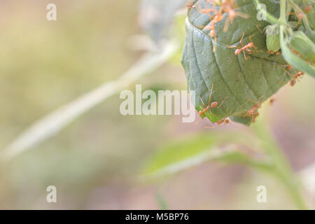 (Oecophylla smaragdina Red Ant Ant) , l'article, l'action d'ant Banque D'Images