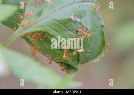 (Oecophylla smaragdina Red Ant Ant) , l'article, l'action d'ant Banque D'Images